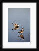 Blacksmith Plover by Anonymous