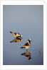 Blacksmith Plover by Anonymous