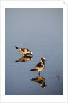 Blacksmith Plover by Anonymous
