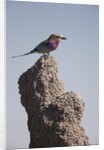 Lilac Breasted Roller by Anonymous