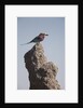 Lilac Breasted Roller by Anonymous