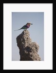 Lilac Breasted Roller by Anonymous