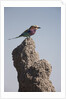 Lilac Breasted Roller by Anonymous