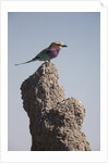 Lilac Breasted Roller by Anonymous