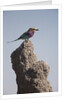 Lilac Breasted Roller by Anonymous