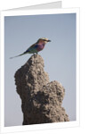 Lilac Breasted Roller by Anonymous