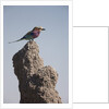 Lilac Breasted Roller by Anonymous