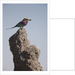 Lilac Breasted Roller by Anonymous