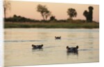Hippopotamus, Botswana by Anonymous