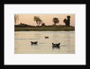 Hippopotamus, Botswana by Anonymous