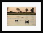 Hippopotamus, Botswana by Anonymous
