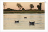 Hippopotamus, Botswana by Anonymous