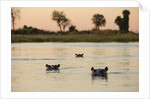 Hippopotamus, Botswana by Anonymous