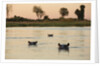 Hippopotamus, Botswana by Anonymous