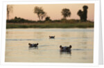 Hippopotamus, Botswana by Anonymous