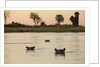 Hippopotamus, Botswana by Anonymous