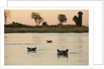 Hippopotamus, Botswana by Anonymous