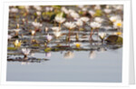 Wild Water Lilies by Anonymous