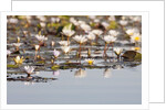 Wild Water Lilies by Anonymous