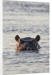 Hippopotamus, Botswana by Anonymous