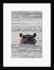 Hippopotamus, Botswana by Anonymous