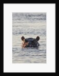 Hippopotamus, Botswana by Anonymous