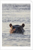 Hippopotamus, Botswana by Anonymous