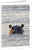 Hippopotamus, Botswana by Anonymous