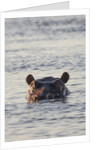 Hippopotamus, Botswana by Anonymous