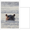 Hippopotamus, Botswana by Anonymous