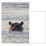 Hippopotamus, Botswana by Anonymous