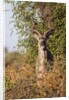 Greater Kudu by Anonymous