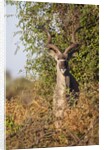 Greater Kudu by Anonymous