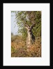 Greater Kudu by Anonymous