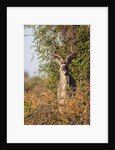 Greater Kudu by Anonymous