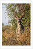 Greater Kudu by Anonymous