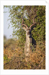 Greater Kudu by Anonymous