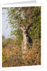 Greater Kudu by Anonymous