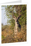Greater Kudu by Anonymous