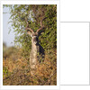 Greater Kudu by Anonymous