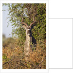 Greater Kudu by Anonymous