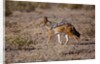 Cape Fox by Anonymous