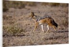 Cape Fox by Anonymous