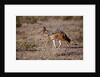 Cape Fox by Anonymous