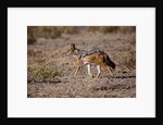 Cape Fox by Anonymous
