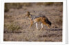Cape Fox by Anonymous
