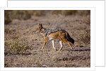 Cape Fox by Anonymous