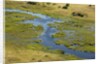 Okavango Delta Aerial by Anonymous