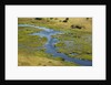 Okavango Delta Aerial by Anonymous
