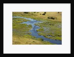 Okavango Delta Aerial by Anonymous